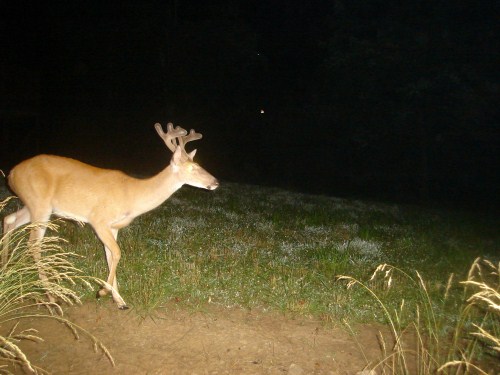 Buck in velvet