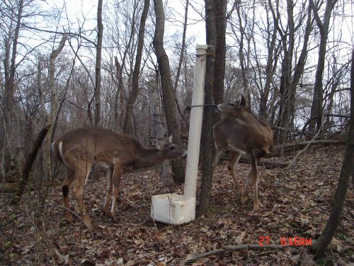 Whitetail deer sniffing feeder