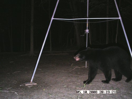 May 12 black bear