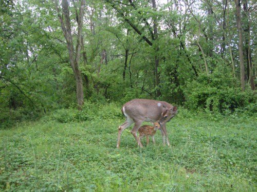 Whitetail fawn