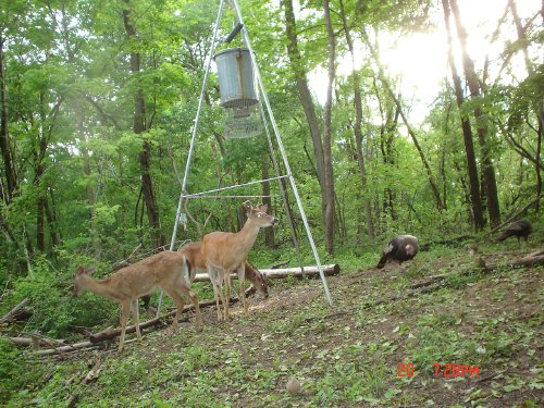 Whitetail bucks and turkeys.