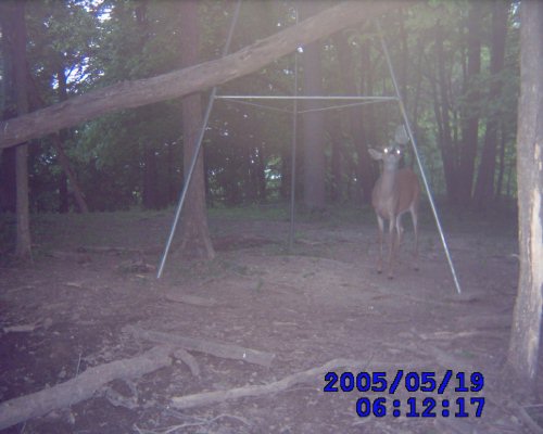 Whitetail Deer