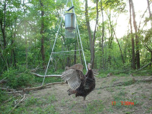 Turkey flapping it's wings.