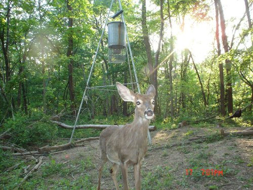 Young Whitetail Buck