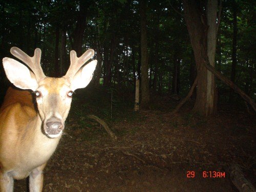 Buck close up picture