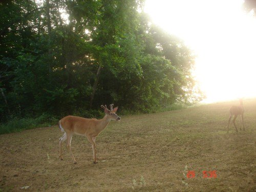 Whitetail buck at sunrise
