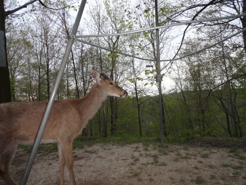 Buck at a feeder