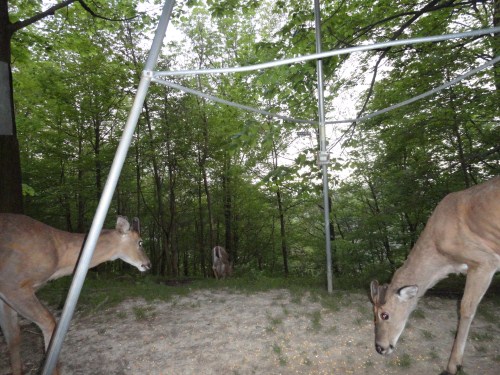 Two whitetail bucks