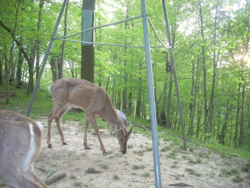 Whitetail Buck