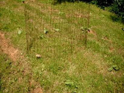 Middle food plot