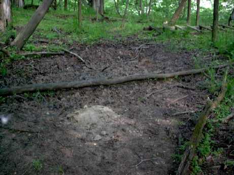 Photo of salt lick