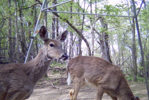 Morning Moultrie picture