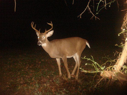 Small nine point buck