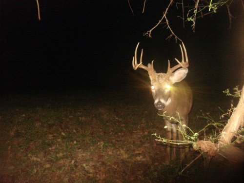 Ten Point Buck