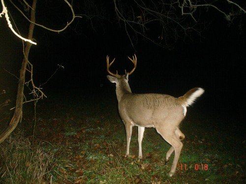 Ten point whitetail buck