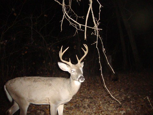 Whitetail buck