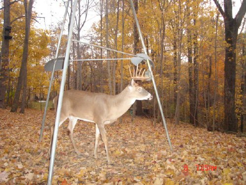 Nine point whitetail buck