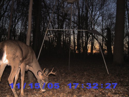 Seven point whitetail buck