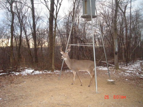 seven point whitetial buck