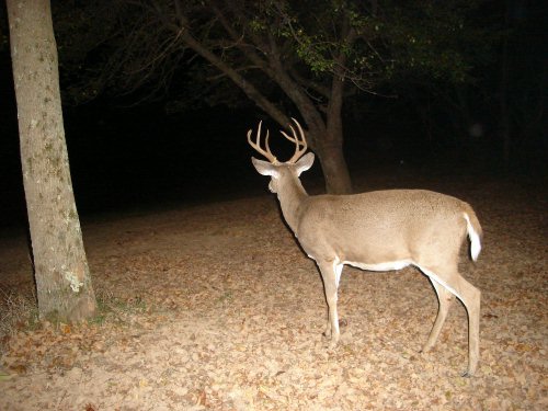 Seven point whitetail buck