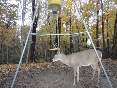 Big eight point buck