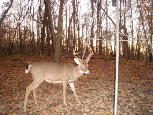 Eight point whitetail buck