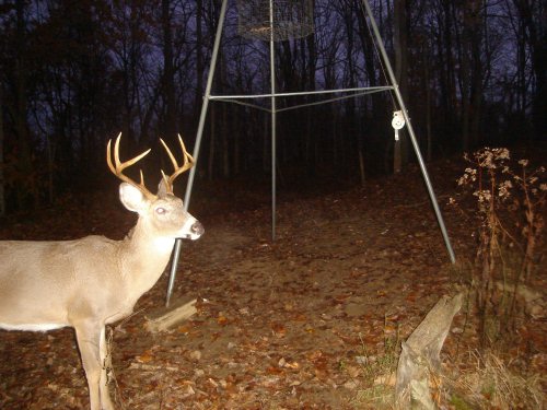 Tall racked eight point buck