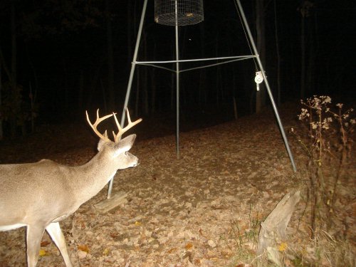 Young eight point buck