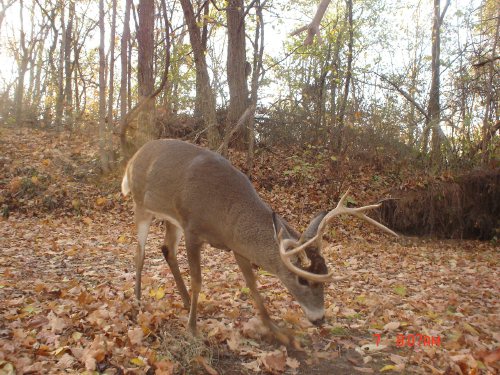 Buck working a scrape