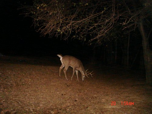 Ten point buck