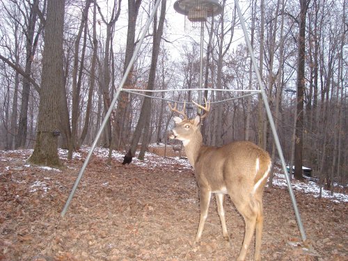 Wide eight point buck