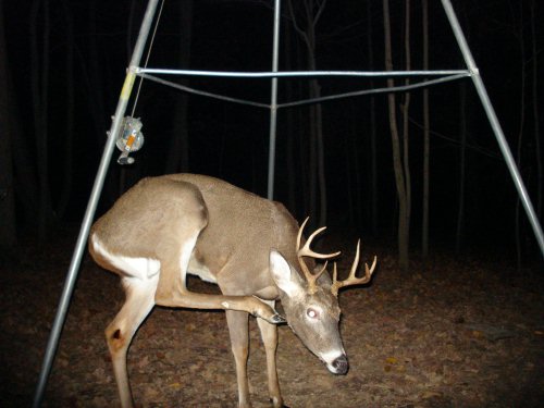 Eight point whitetail buck