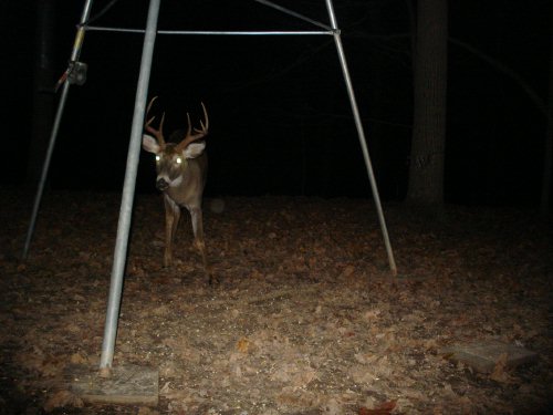 Seven point whitetail buck