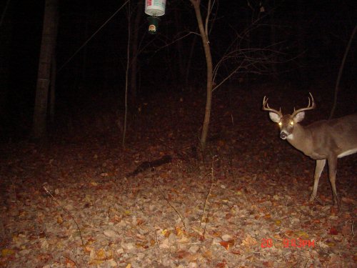 Wide nine point whitetail buck