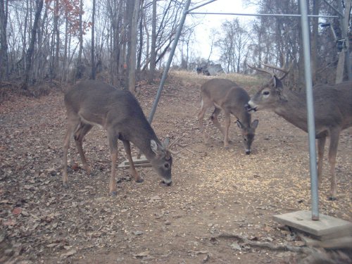 Nine point whitetail buck