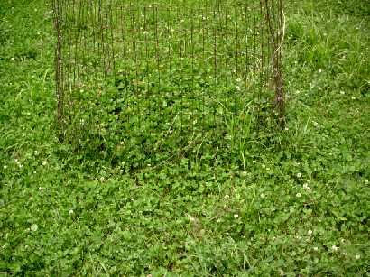 Oldhouse food plot