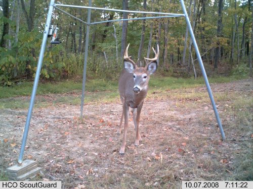 Small racked eight point buck