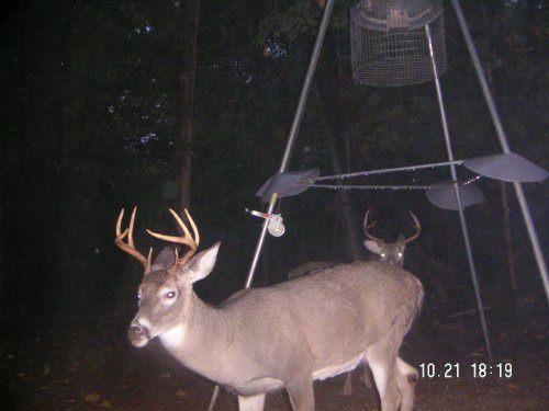 Eight point and seven point whitetail bucks.