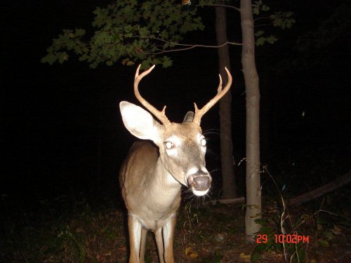 Eight point buck