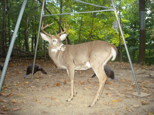 Nine point buck