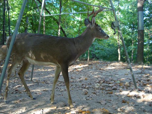 Seven point buck