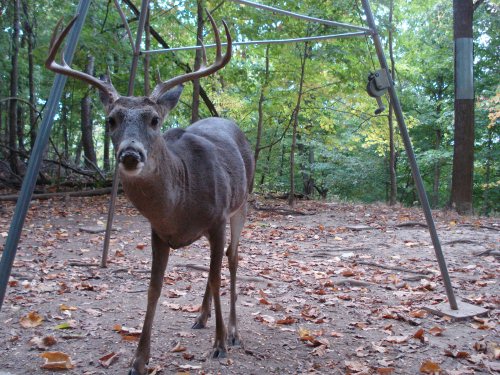 Wide nine point buck