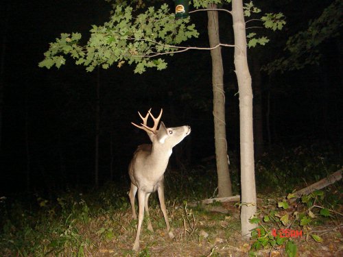 Wide racked seven point buck