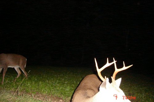 Eight point buck