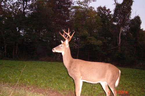 High rack eight point buck