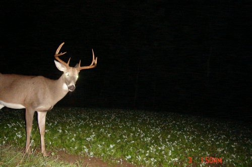 Nine point whitetail buck