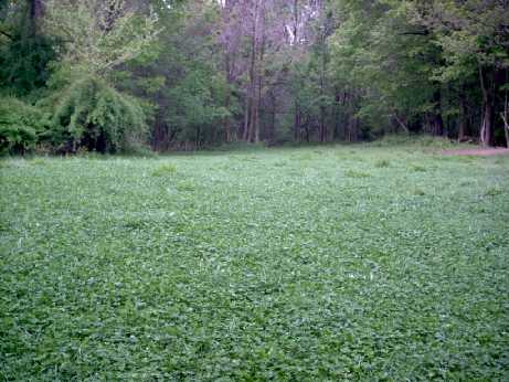 Old house food plot photo