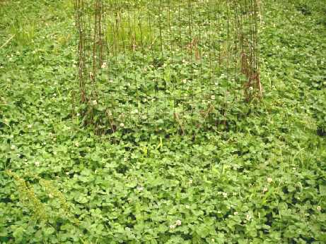 Oldhouse food plot picture