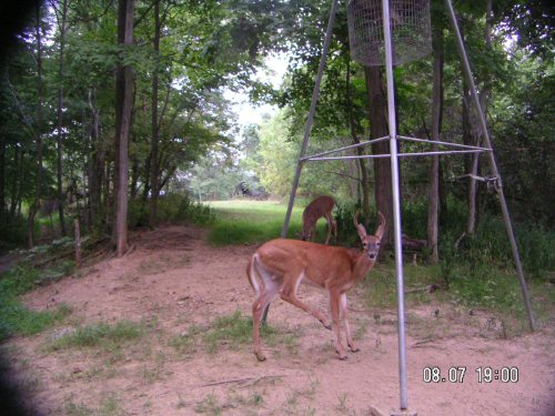 Penn's Woods Digital Scout Pictures