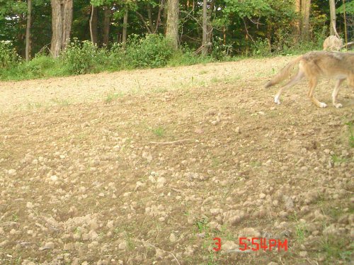 Coyotes